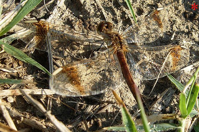 Tre Libelluidae